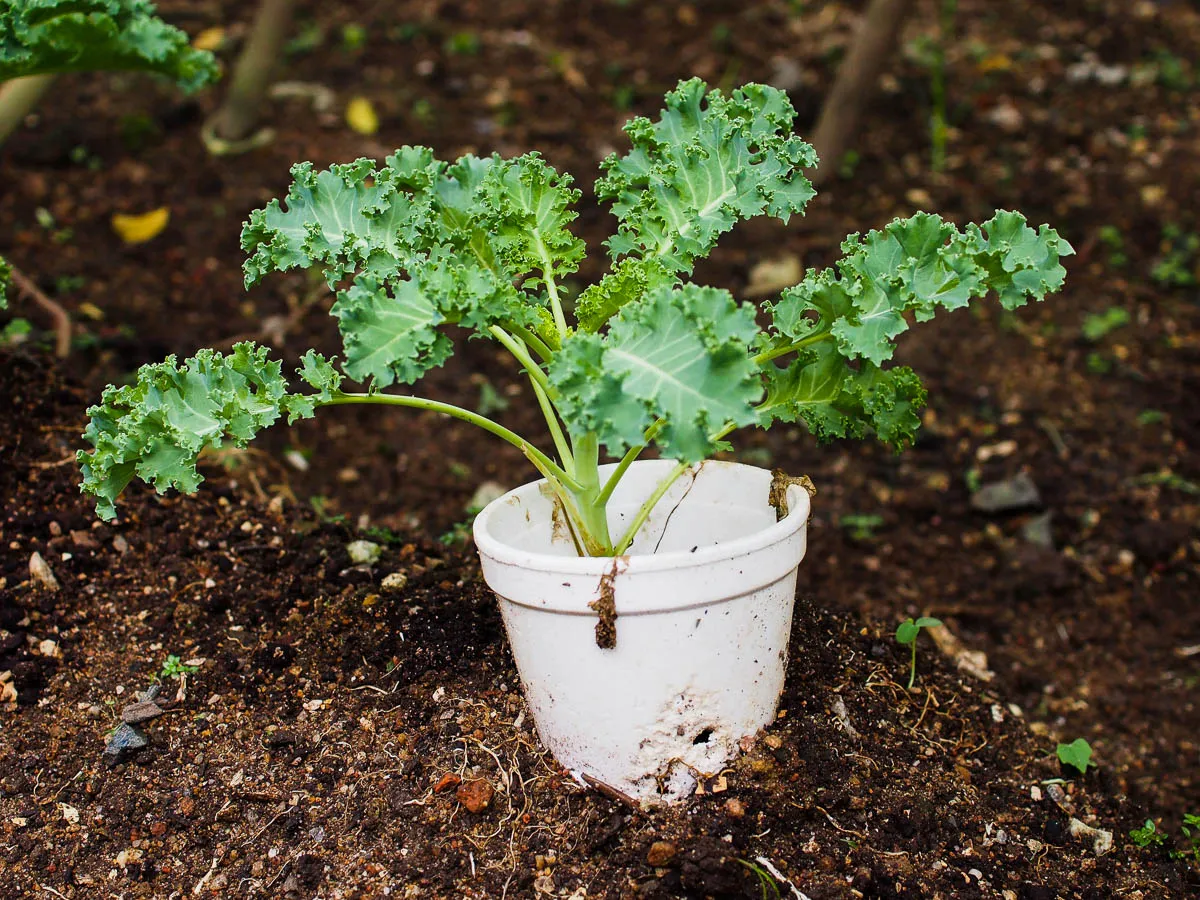 Kale Brassica oleracea Vegetable Seeds for Planting in Potted Flower Beds