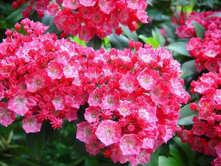 Pink Kalmia Flower Seeds for Planting - NON GMO Seeds Dhara Seeds
