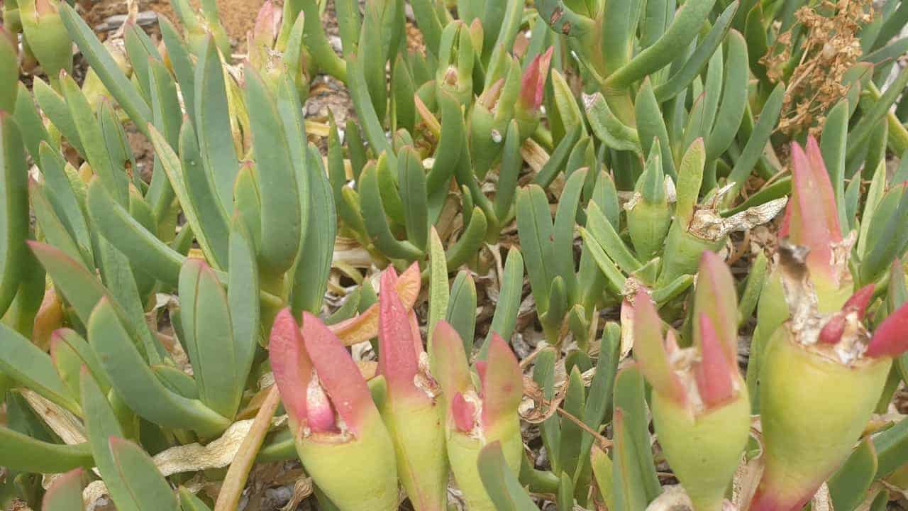 Karkalla (Carpobrotus glaucescens)