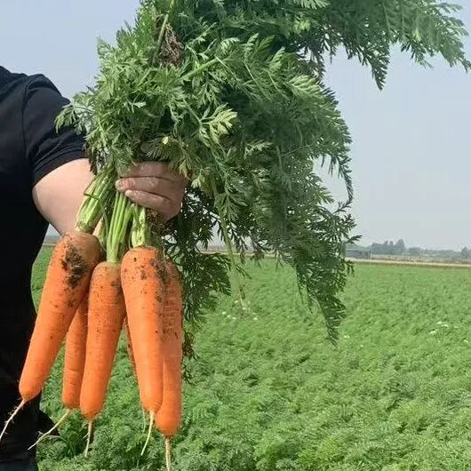 Karoda Hybrid Carrot – Heirloom, Non-GMO, High Germination Organic Garden Seeds