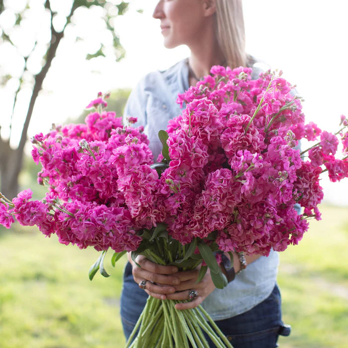 Column Seeds - Katz Bright Rose