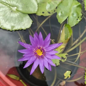 Nymphaea Arunvaree