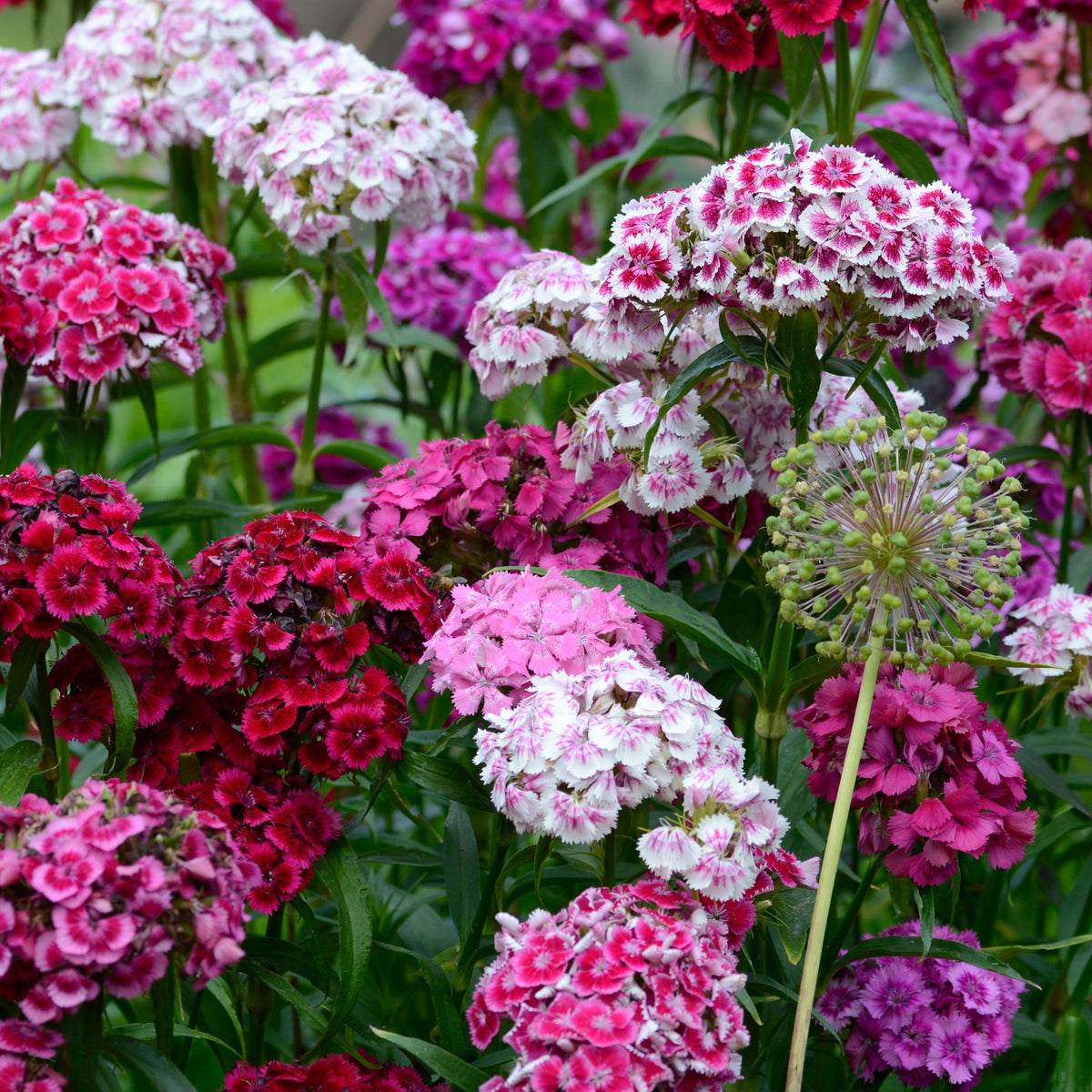 Dianthus Dianthus Barbatus Sweet William Multi-Color Flower Seeds for Planting