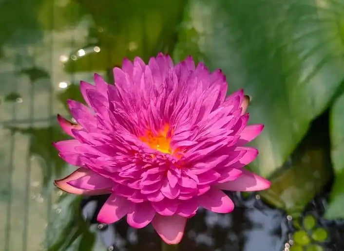 Khaohinsorn (Tropical Water Lily)