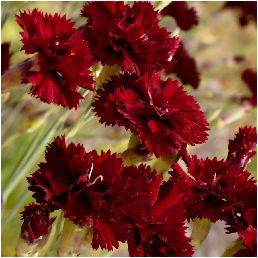 Carnation Seeds - Grenadin King of Blacks