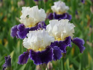 King's Gambit Tall Bearded Iris