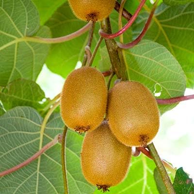 Kiwi seeds packet Non-GMO for garden planting