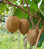 Small Kiwi seedlings growing after successful cold stratification