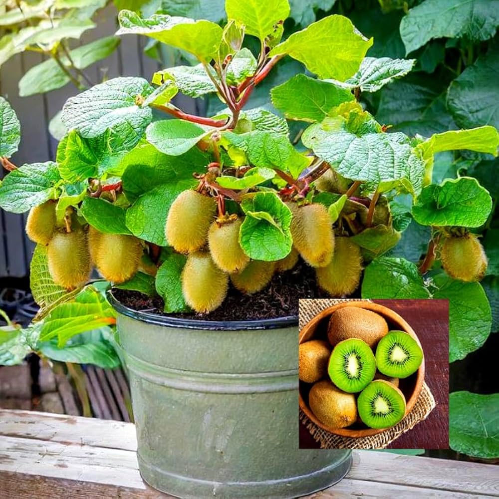 Kiwi vine perennial growing on a strong trellis in the garden