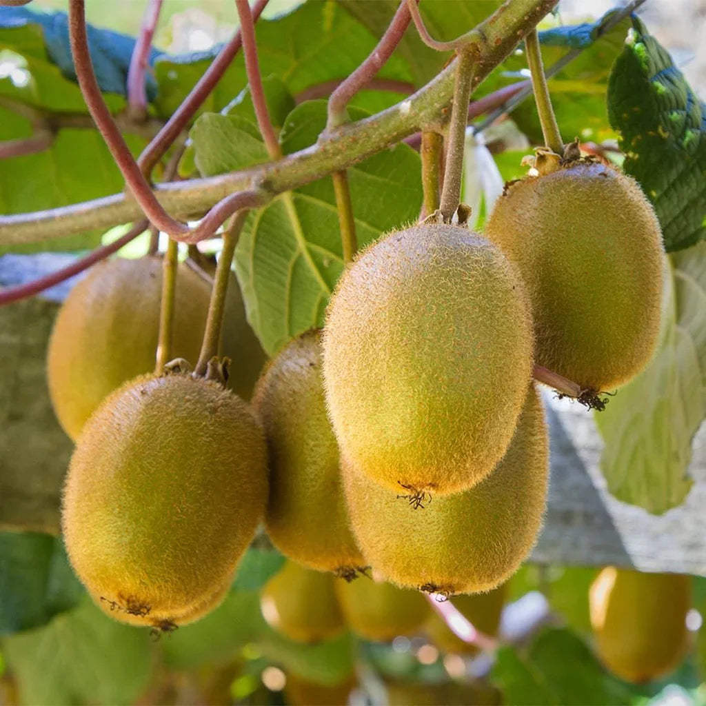 Kiwi fruit plant seeds