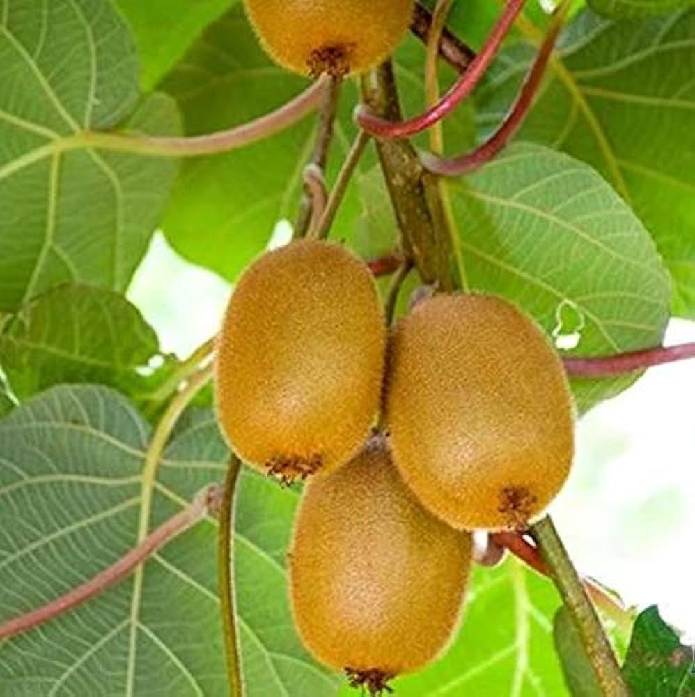 Alt Text: A mature Actinidia Kiwifruit vine growing vigorously on a wooden arbor or trellis structure