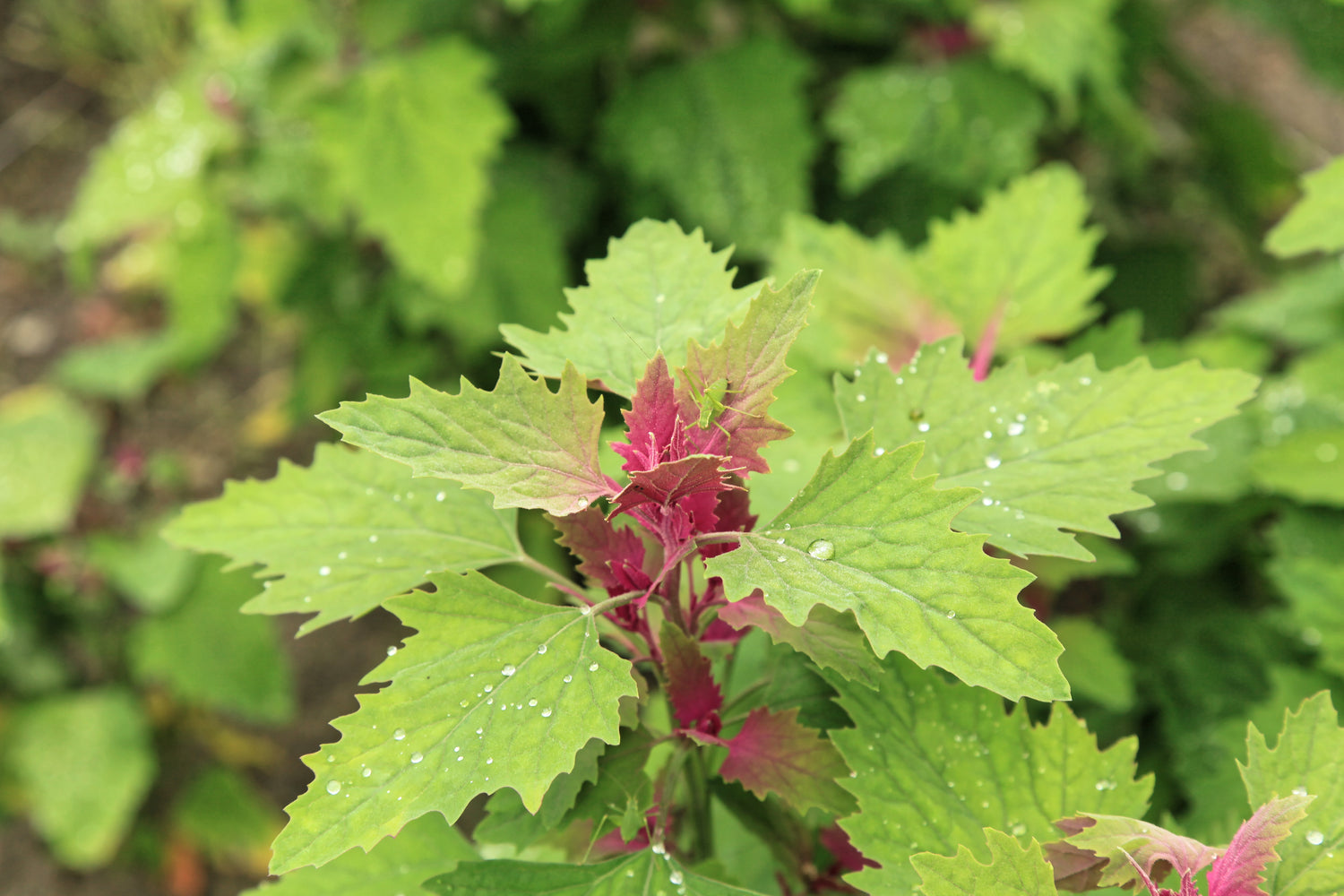 TREE SPINACH Seeds Chenopodium giganteum shipping – Heirloom, Non-GMO, High Germination Organic Garden Seeds