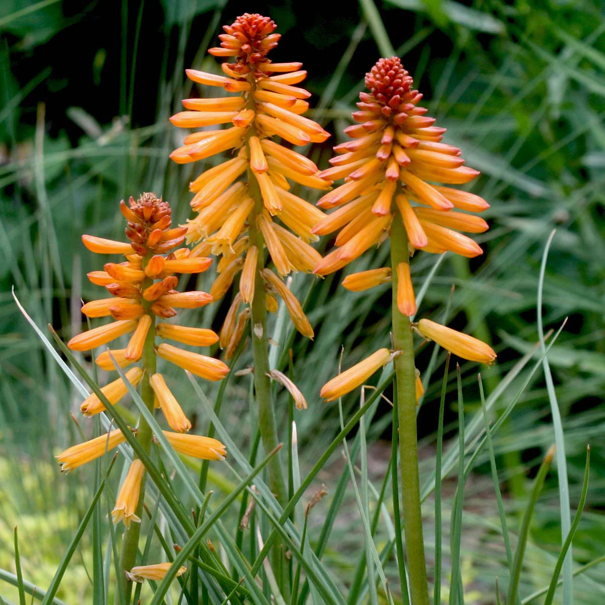 Kniphofia Glowstick Red Hot Poker Seeds