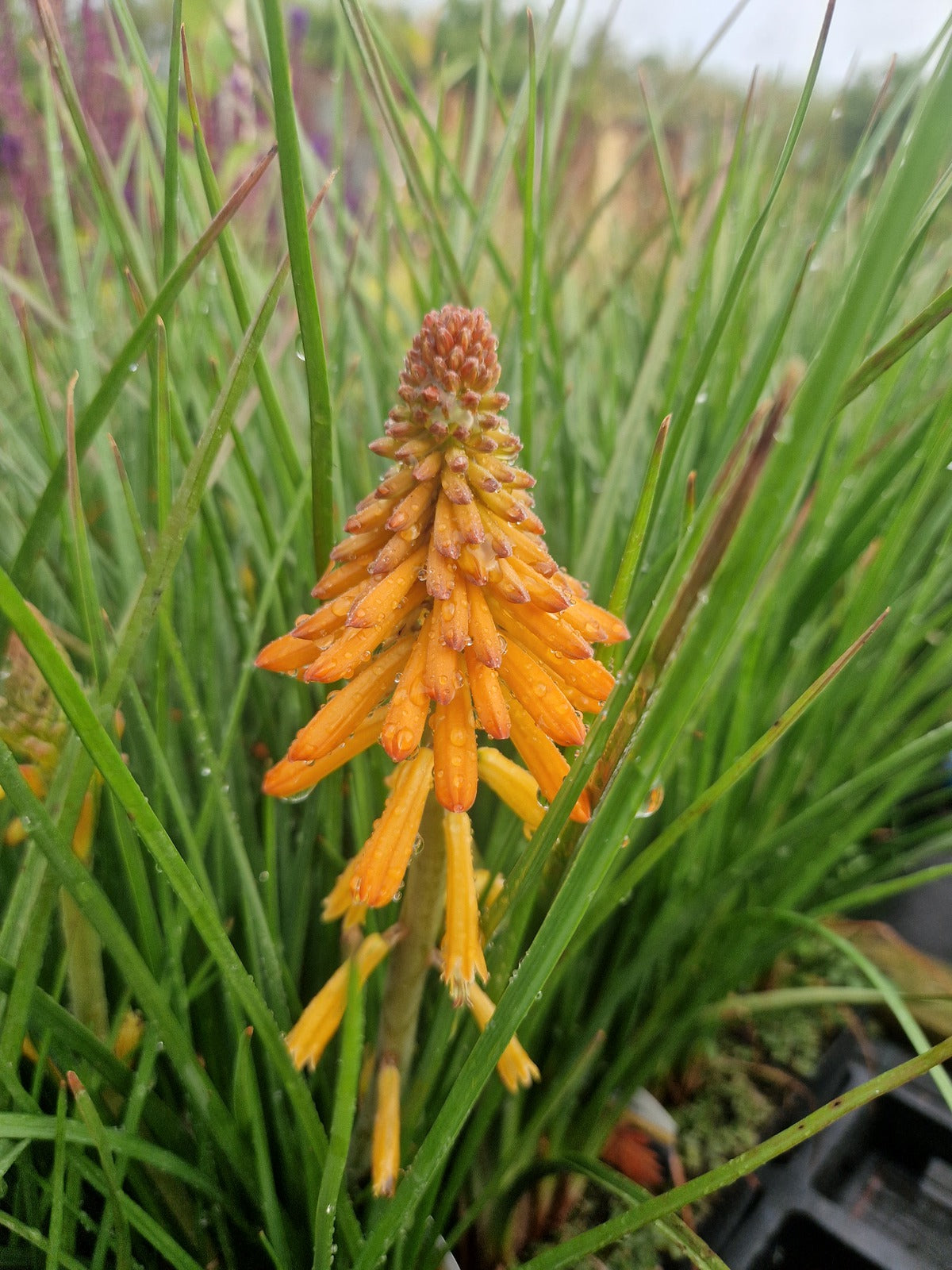 Kniphofia Glowstick Red Hot Poker Seeds