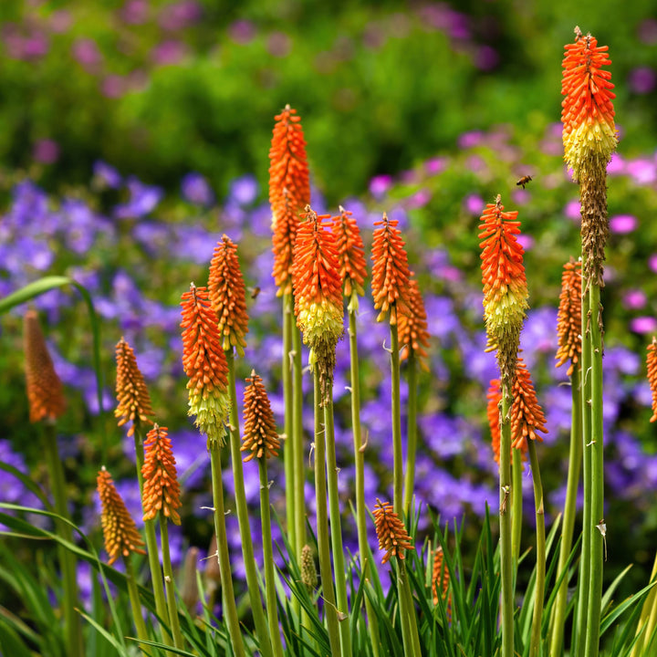 Uvaria Flower Seeds for Planting, Red Variety, 100 pcs