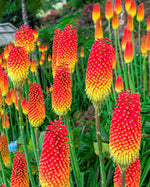 Kniphofia Uvaria Flamenco Red Hot Poker, Torchlily heirloom non-gmo garden seeds