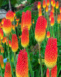 Kniphofia Uvaria Flamenco Red Hot Poker, Torchlily heirloom non-gmo garden seeds