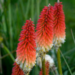 Red Hot Poker Plant Seeds for Planting, Fresh, 100 seeds for planting in home garden