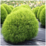 Row of uniform Kochia Scoparia plants used as a garden border