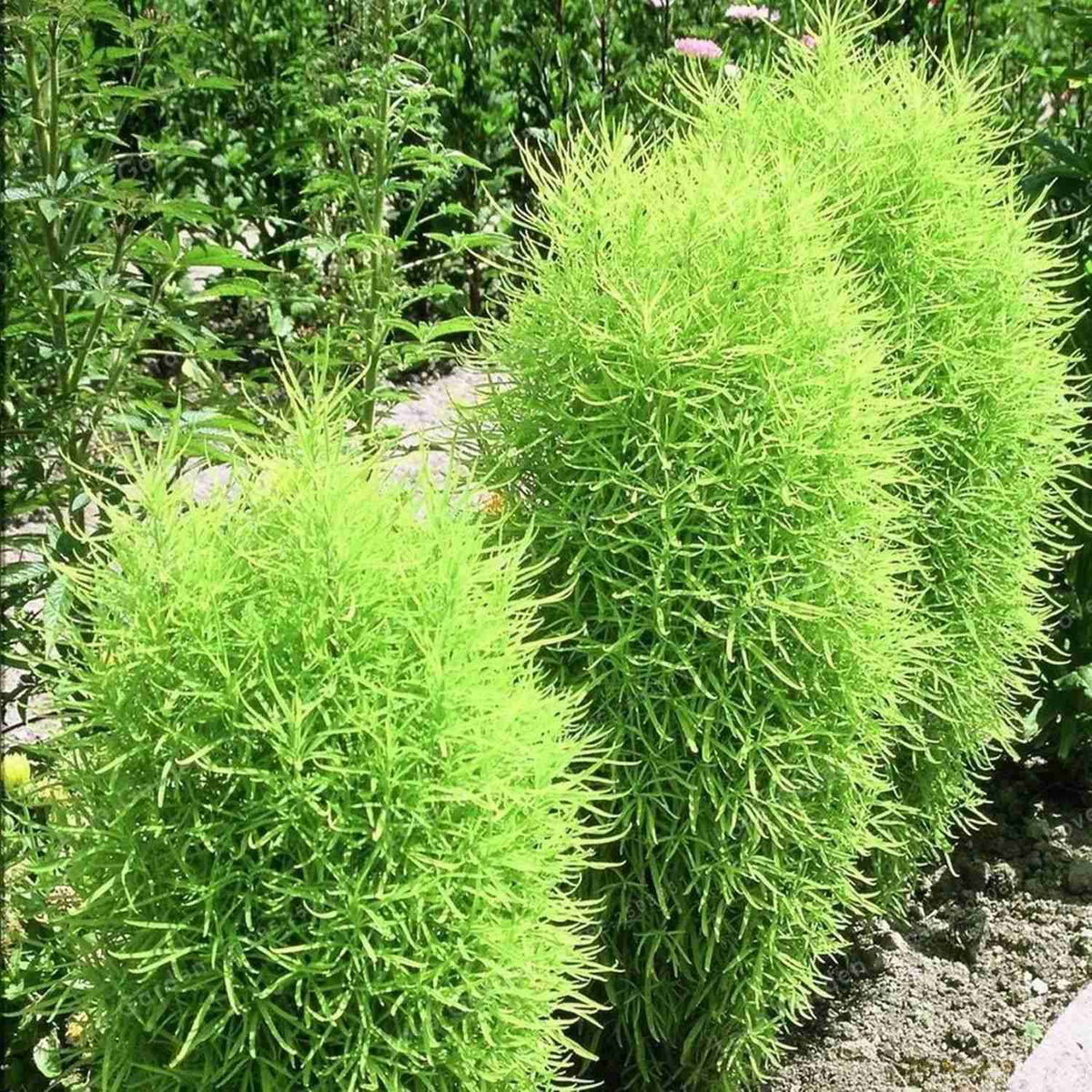 Kochia ornamental shrub with perfect globe shape, ideal for garden borders