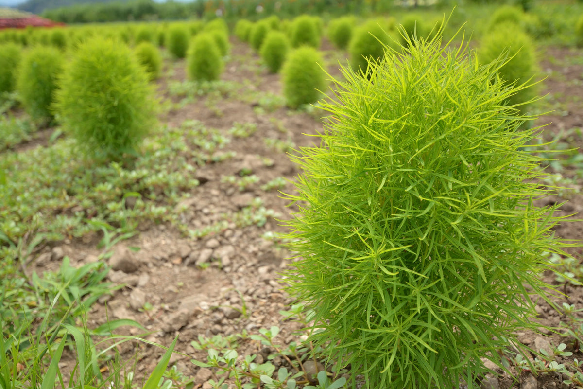 Kochia Burning Bush foliage turning vibrant red in autumn