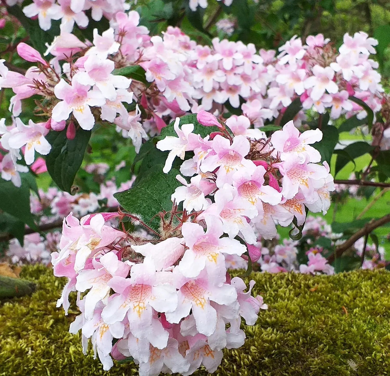 Pink Linnaea Amabilis Flower Seeds for Planting - NON GMO Seeds for planting in home garden