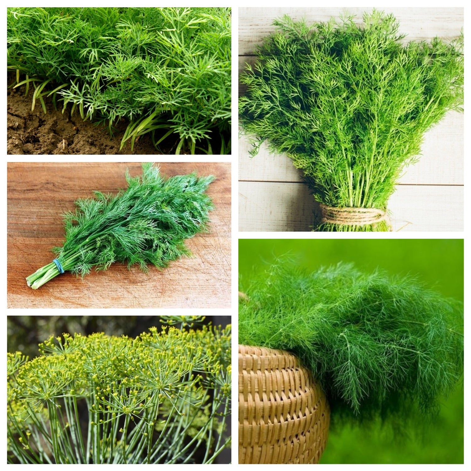 Dill Seeds - Compatto