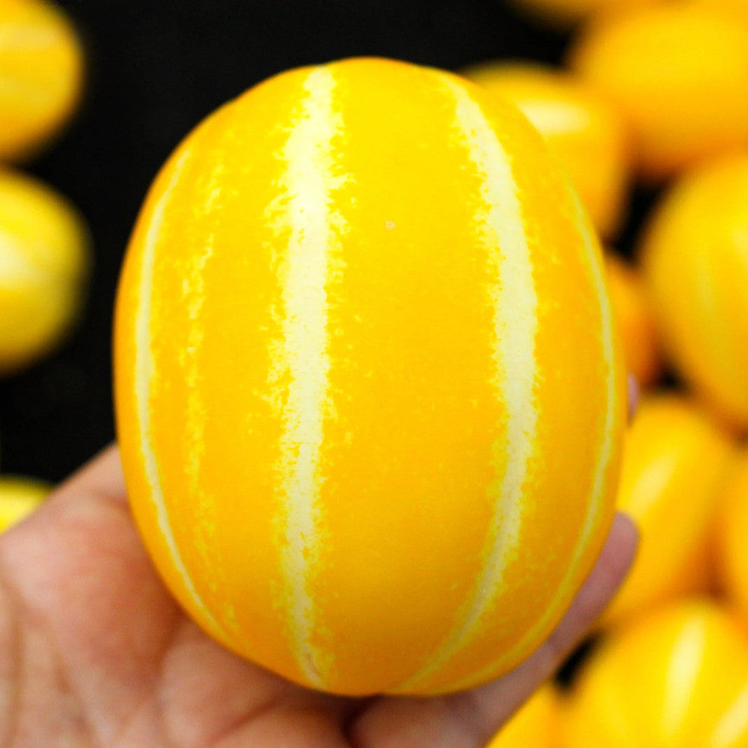Ripe Korean Melon fruit with yellow stripes on the vine