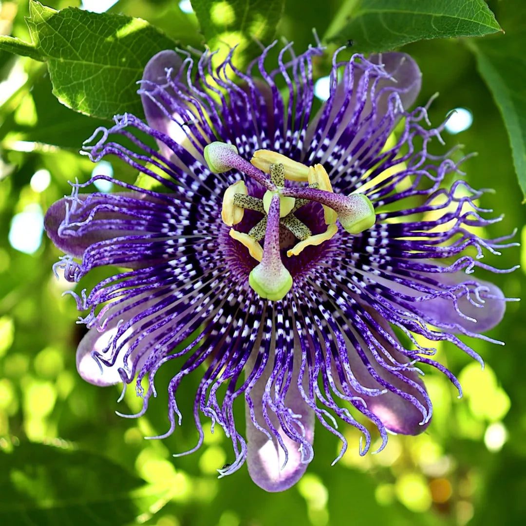 Dark Purple Passion Flower Seeds Passiflora incarnata for Tropical Climbing Vine Planting