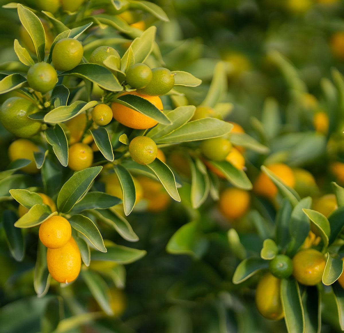 Nagami Kumquat (Fortunella margarita) Seeds