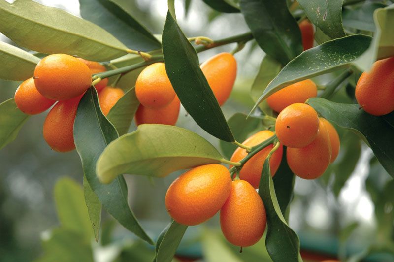 Oval Kumquat (Fortunella margarita) Seeds