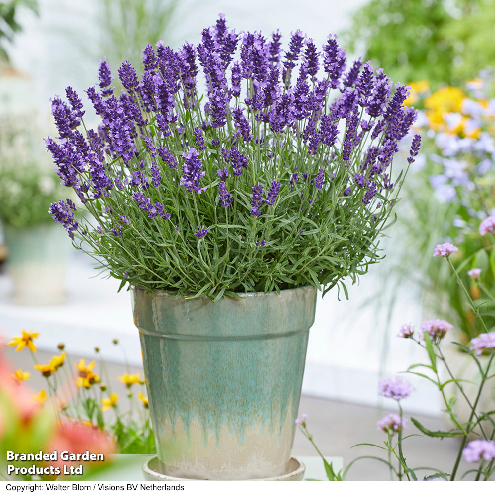 Dried Lavender