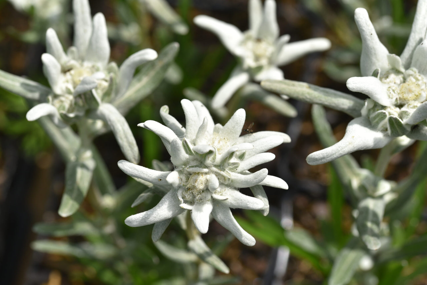 Leontopodium alpinum 'Matterhorn'- EDELWEISS Seeds