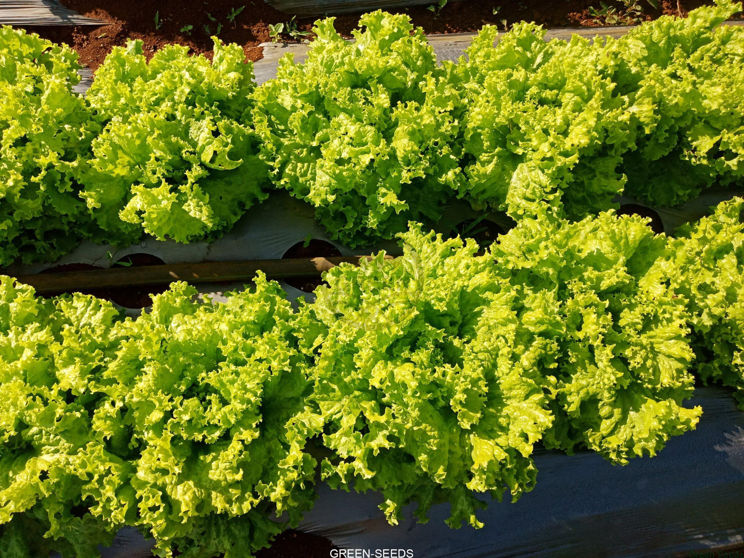 Lettuce Seeds - Grand Rapids TBR