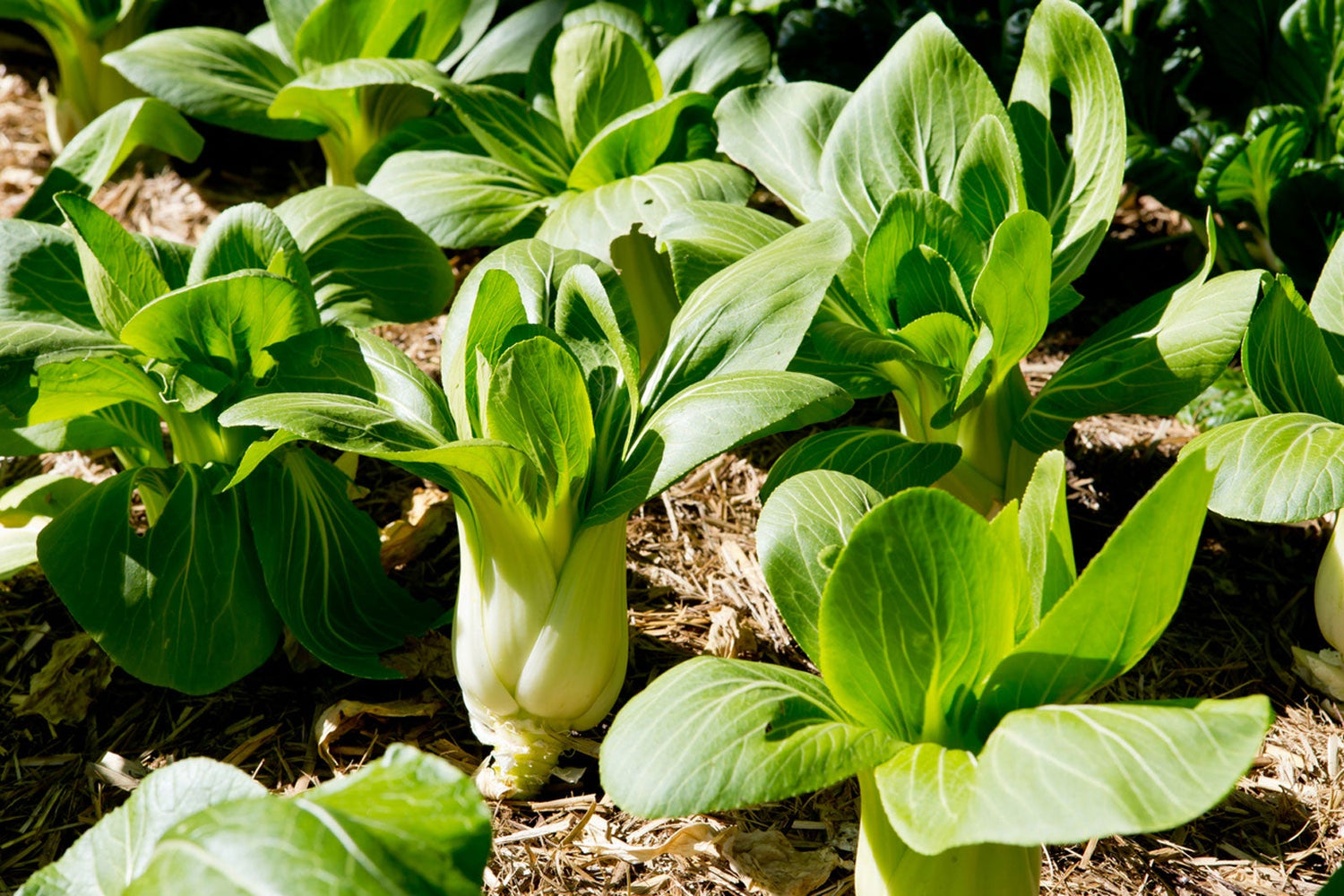 Pak Choy Vegetable Seeds for Planting