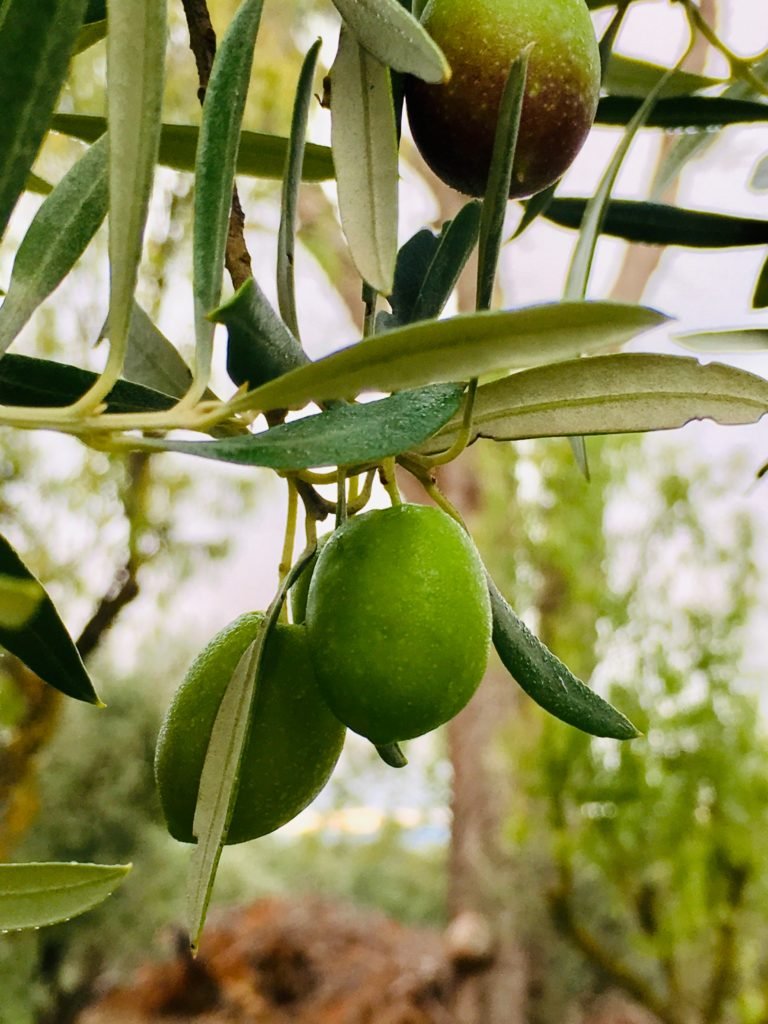 Picual Olive (Olea europaea) – Premium Spanish Olive for Rich Flavor and Oil