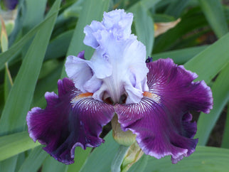 Lone Wolf Tall Bearded Iris