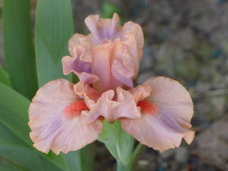 Lovable Pink Dwarf Iris