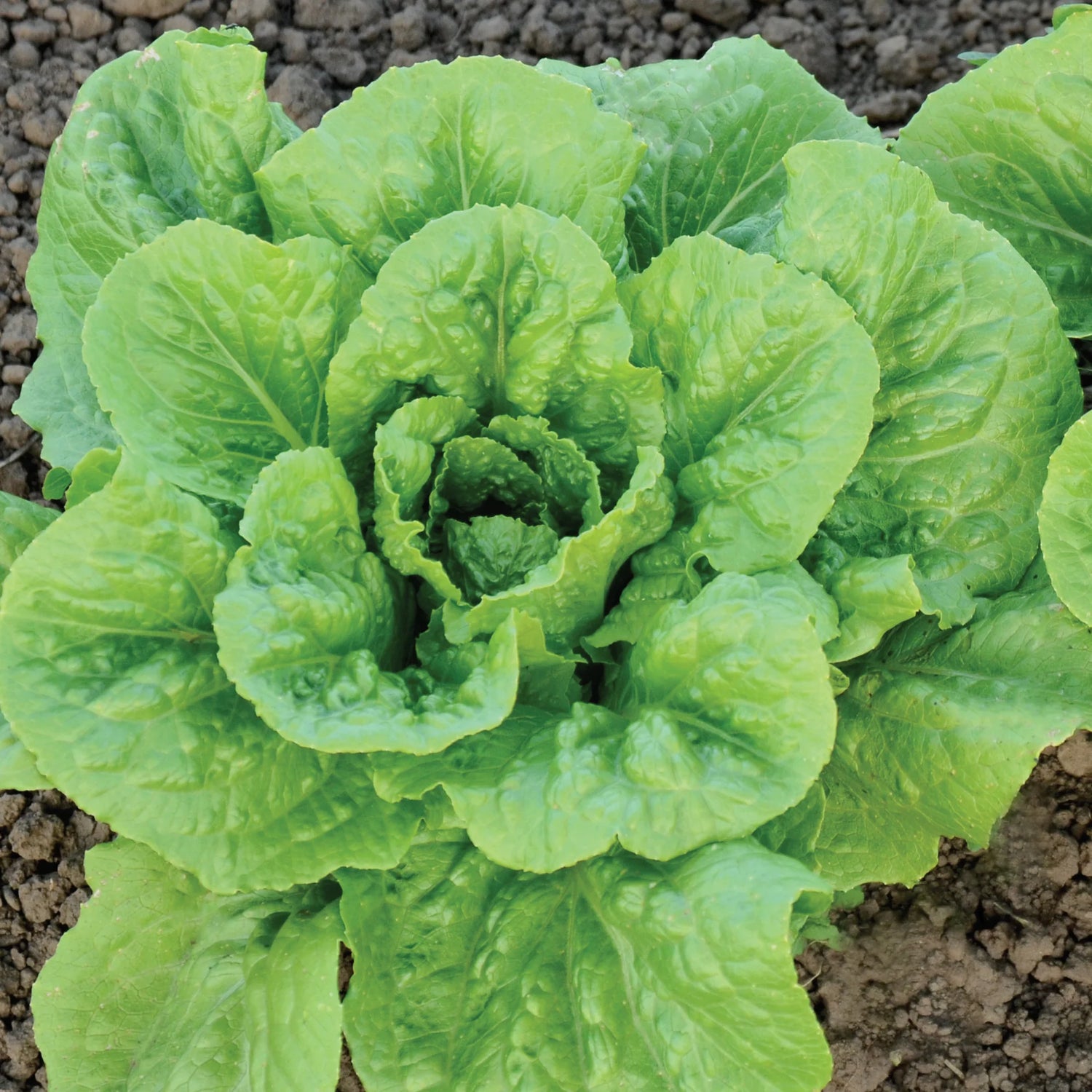 Green Towers Lettuce Seeds | Tall Upright Romaine Lettuce – Heirloom, Non-GMO, High Germination Organic Garden Seeds