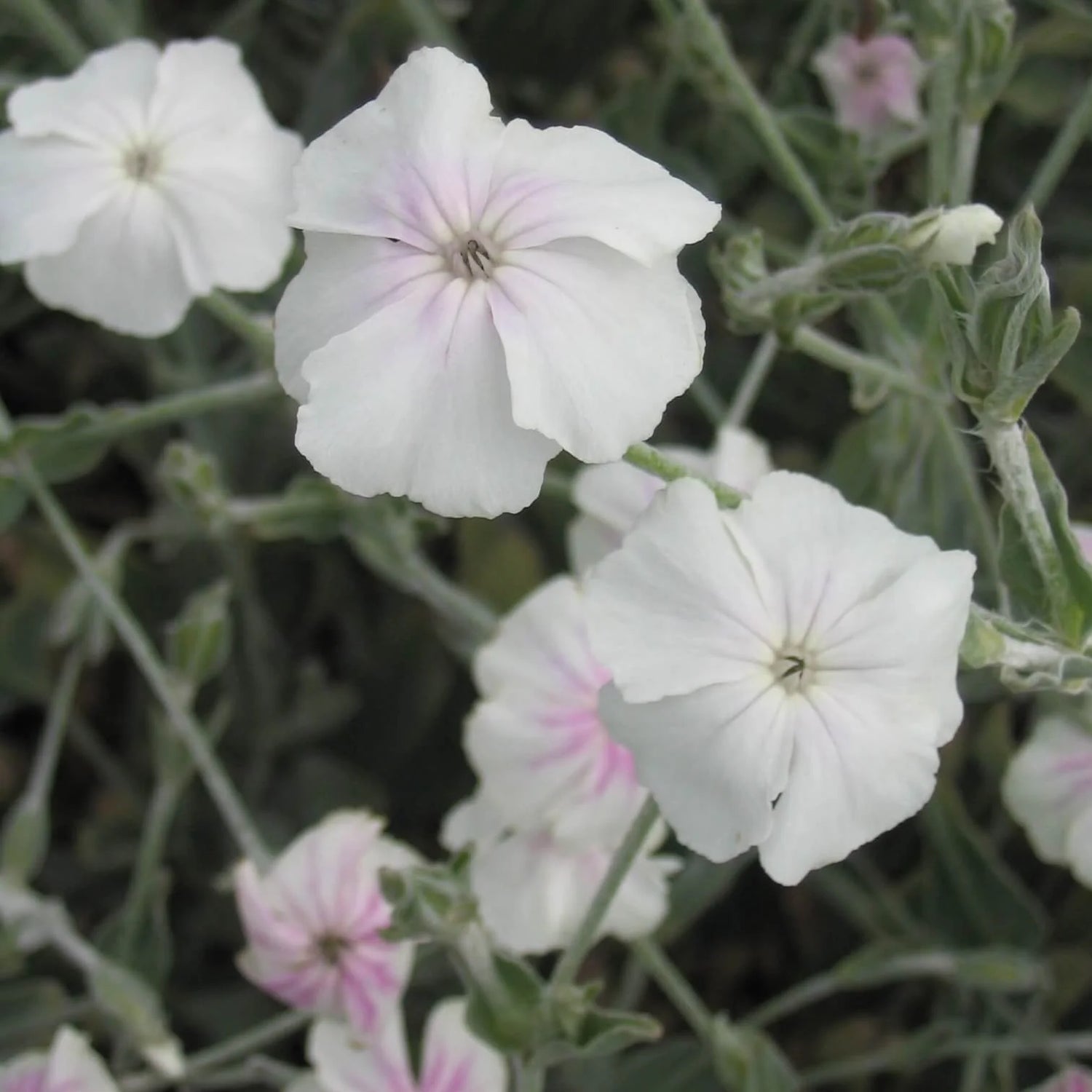 Rose Campion Angel's Blush Seeds