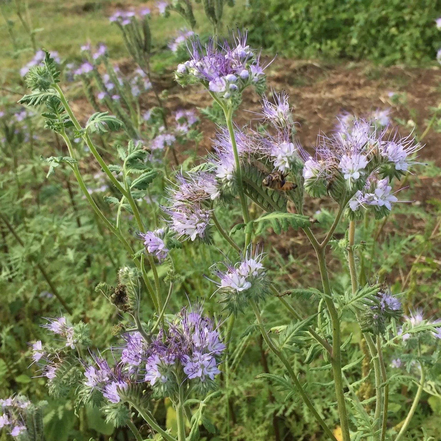 Phacelia Flower Seeds