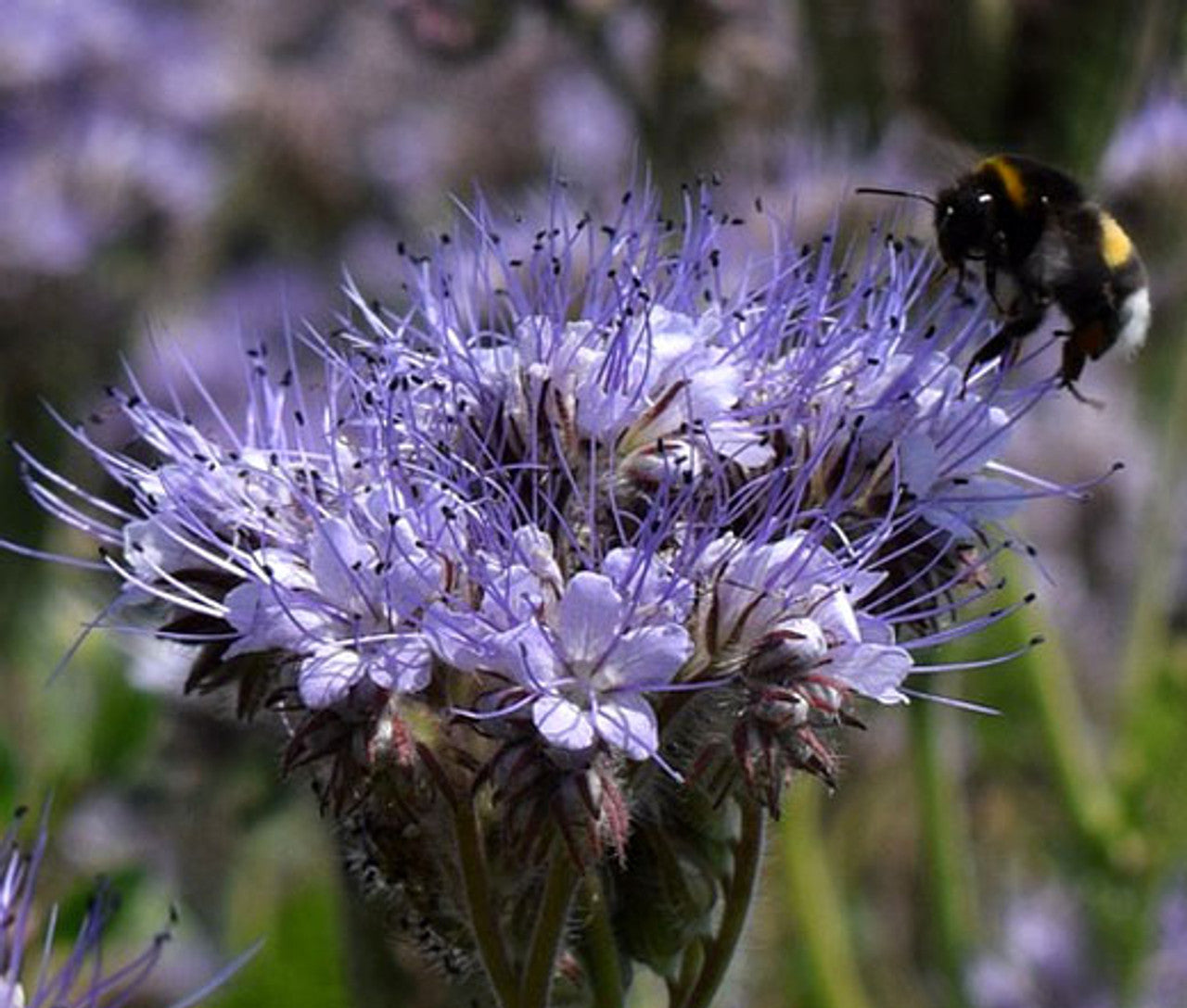 Lacy Phacelia Seeds