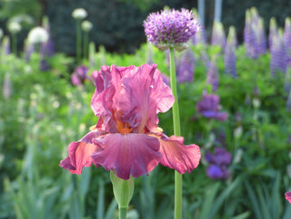 Lady Friend Tall Bearded Iris