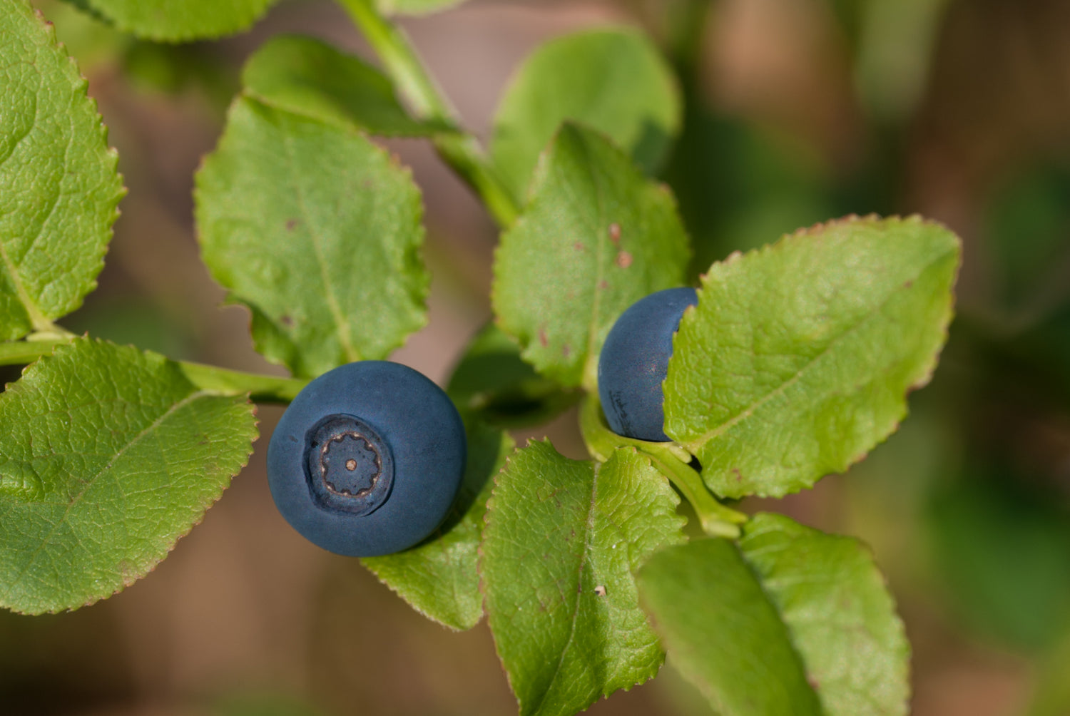 Bilberry Seeds (Vaccinium myrtillus)