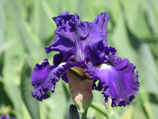 Lake Mendota Tall Bearded Iris