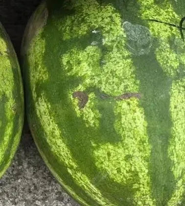 Large Fruit With Few Grows Vigorously Semillas De Sandia For Sowing heirloom non-gmo organic garden seeds