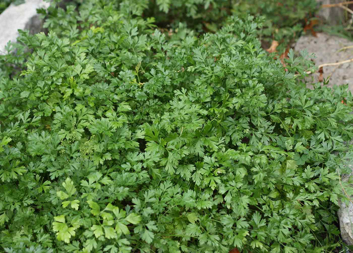 Large Leaf Cilantro plant ready for harvest, slow-bolting seeds for consistent yield