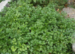 Large Leaf Cilantro plant ready for harvest, slow-bolting seeds for consistent yield