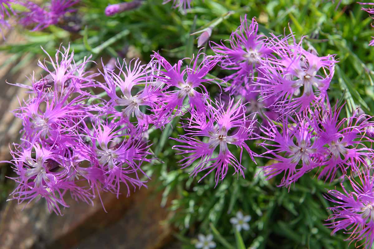 Pink Dianthus Superbus Flower Seeds for Planting, 100 seeds for planting in home garden