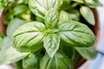 Basil leaves_for_pesto_culinary herb_kitchen garden